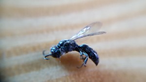 LasiusBrunneusMaenchen2.jpg