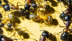 Camponotus ligniperda 09.06.2018_2.jpg
