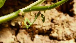 IMG_7212 - Kopie.JPG