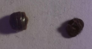 eine_gaster.jpg (36.93 KiB) 17863 mal betrachtet Eine Gaster? Daneben der ausgefressene Kopf einer Stubenfliege