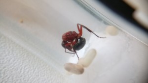 Nachdem sie die Puppen bei sich hatte, hat sie begonnen sich ausführlich zu putzen.