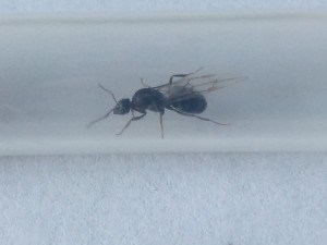 IMG-20180621-WA0004.jpg