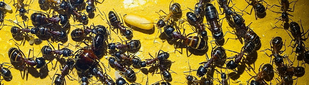 Camponotus ligniperda.jpg