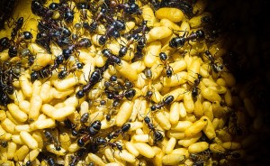 Camponotus ligniperda 22.06.2018_3.jpg