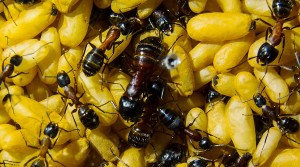 Camponotus ligniperda 22.06.2018_5.jpg