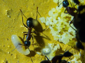 Camponotus ligniperda 09.06.2018_5.jpg