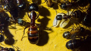 Camponotus ligniperda 09.06.2018_11.jpg