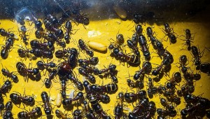 Camponotus l.jpg