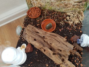 Myrmica rubra.jpg
