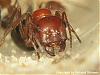 Rosenqueen2-(480x360)+C.jpg