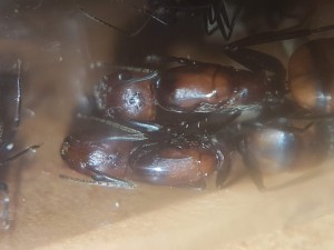 Die beiden Mama's beim kuscheln erwischt.