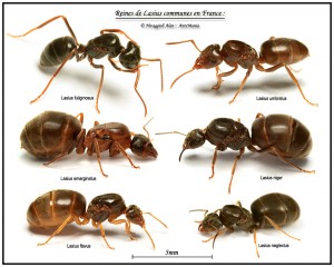 Lasius sp.