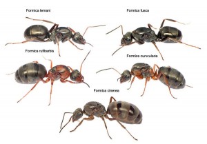 Formica sp.