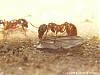 Myrmica rubra update 1-(640x480)+C.jpg