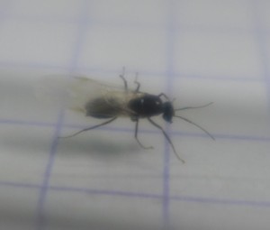 P1040624.JPG (40.63 KiB) 1717 mal betrachtet P1040624.JPG