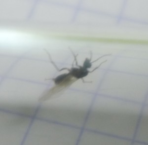 P1040620.JPG (54.97 KiB) 1717 mal betrachtet P1040620.JPG