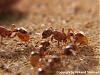 Myrmica-4-(480x360)+C.jpg