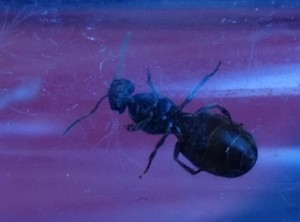 DSCF8246.JPG