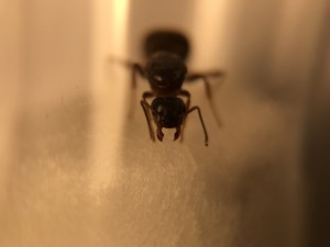 6FDA8602-F49E-4BEA-9031-A7C9F2D4EACD.jpeg (1.15 MiB) 612 mal betrachtet 6FDA8602-F49E-4BEA-9031-A7C9F2D4EACD.jpeg