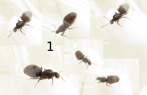 Collagen zu 5 verschiedenen Ameisen