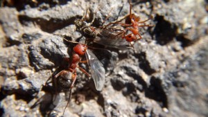 Formica truncorum mit L. niger Gyne