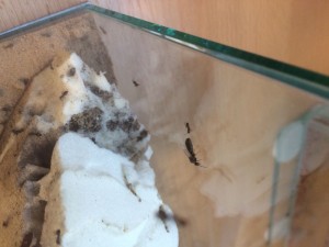IMG-20180705-WA0001.jpg