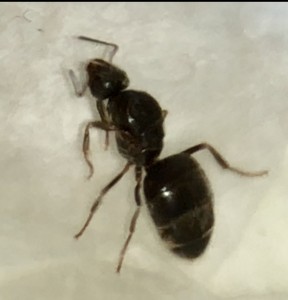 9EA65860-99E5-4288-BD39-F1DC16EC5CE7.jpeg (154.98 KiB) 1194 mal betrachtet 9EA65860-99E5-4288-BD39-F1DC16EC5CE7.jpeg