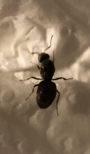 F8234FF4-56AF-4295-98F7-F2E498BD3F74.jpeg (624.21 KiB) 1194 mal betrachtet F8234FF4-56AF-4295-98F7-F2E498BD3F74.jpeg