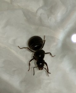 AB43DC0E-9B1B-4D1F-8288-5EE2283B585B.jpeg (218.35 KiB) 1194 mal betrachtet AB43DC0E-9B1B-4D1F-8288-5EE2283B585B.jpeg