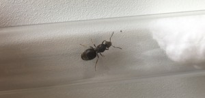 IMG_7912.jpg