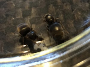 IMG_1432.jpg