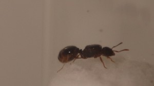 Gyne1  ca.7-8 mm