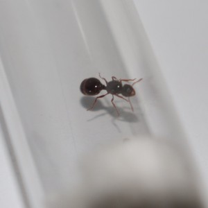 Gyne1  ca.7-8 mm