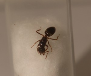 Gyne2 ca. 6-7mm