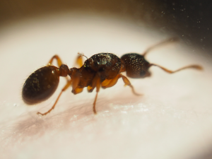 myrmica.png