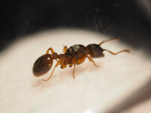 myrmica3.png