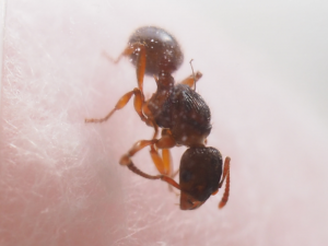 myrmica6.png