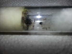 Tetramorium.jpg