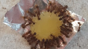 Myrmica.jpg