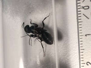 Camponotus?