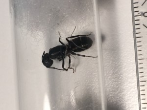 Camponotus?
