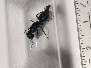 Camponotus?