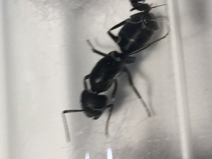 Camponotus?