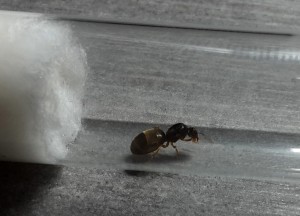 ant13.jpg