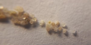 Die Fäden mit denen die Sandkörner zum Kokon versponnen wurden