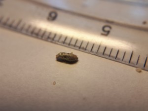 Hier handelt es sich um ein Mekonium (erstes imaginal Exkrement). Der Ameisenlöwe als Larve kann seinen Darm nämlich nicht entleeren. Erst wenn er zur Ameisenjungfer wird kann er das.