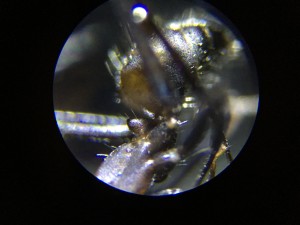 IMG_1859.JPG