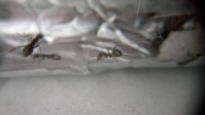 Raptiformica Arbeiterin mittig im Bild