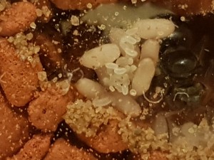 20180806_213401.jpg