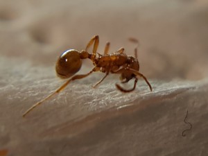 Myrmica cf. rubra